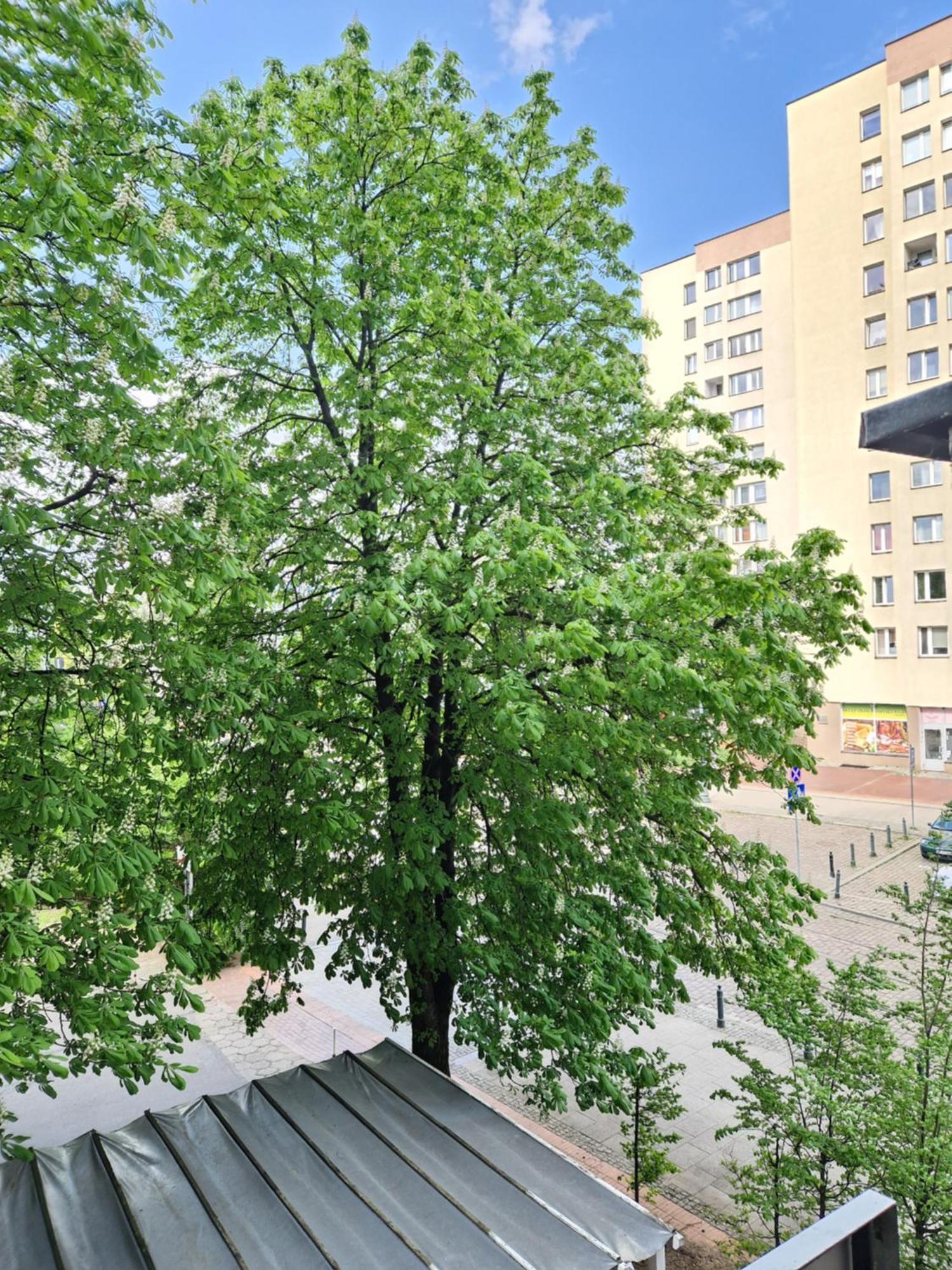 Bosa Centrum Chlodna15